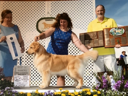 Penny Lane Goldens Award Winning Golden Retriever Breeder In New Jersey