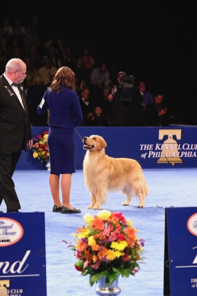 Golden Retriever